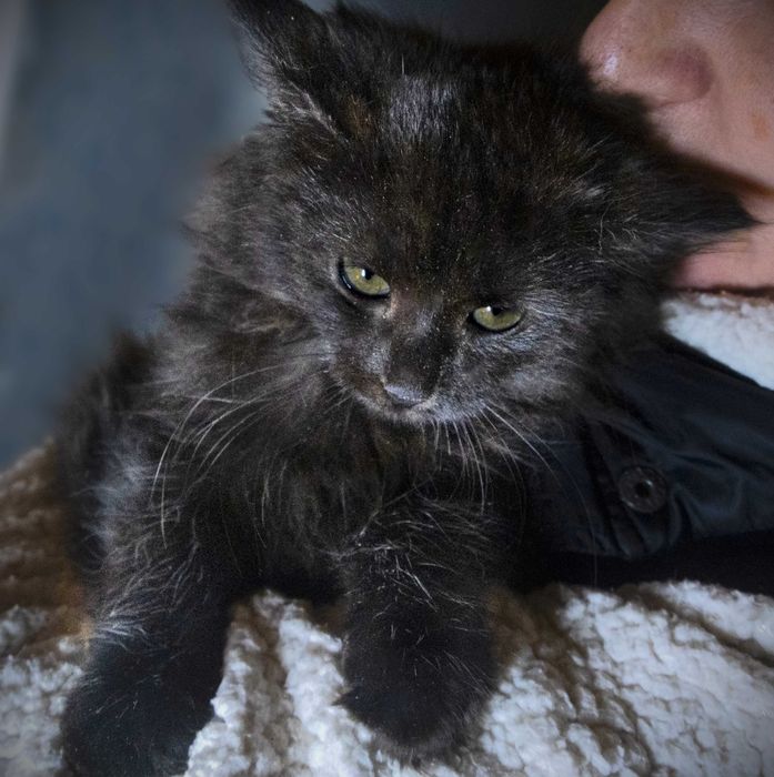 Кошеня чорний шукає дім