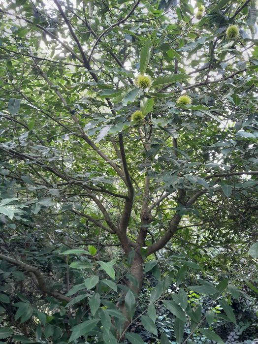 Kasztan  jadalny drzewo 6m wysokie ,piękne owoce