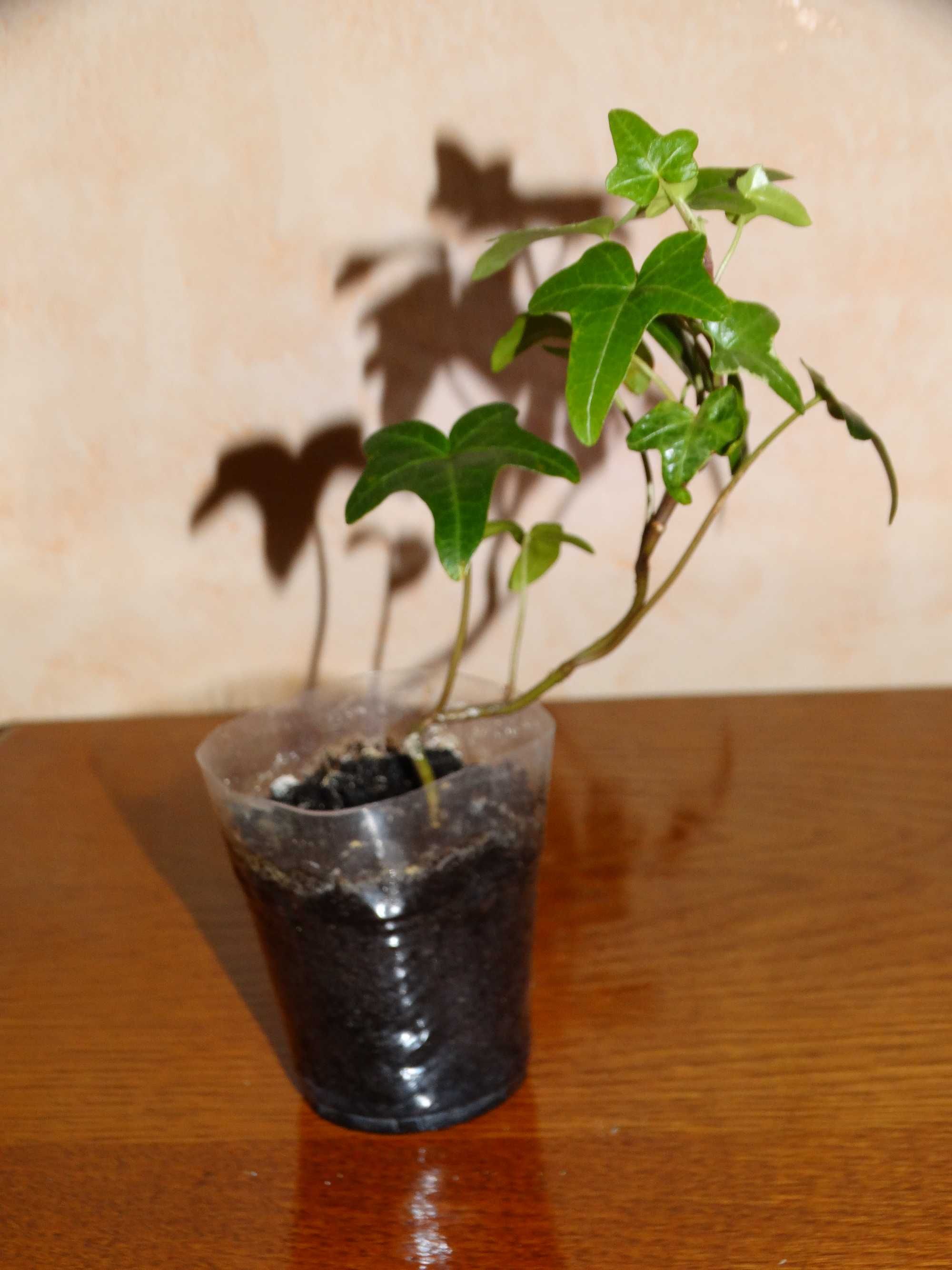 Плющ канарський Hedera canariensis