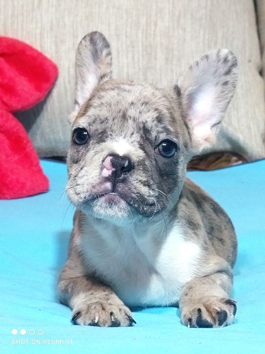 Мини девочка француженка.