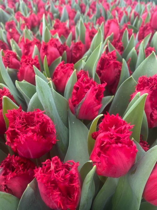 Цибулини тюльпанів луковицы тюльпанов тюльпани тюльпаны