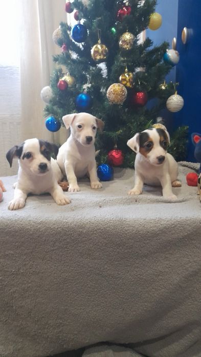 Неймовірні красуні, дівчатка Джек Рассел