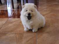 Piesek chow chow