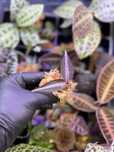 Labisia Pumila Pink Unikat Roślina Terrarium