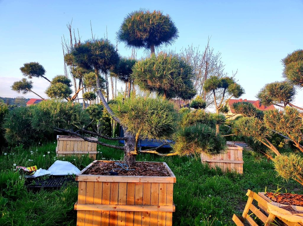 Bonsai-Niwaki Sosna Cis Jałowiec.  Cyprys szmaragd katalpa klon jodła.