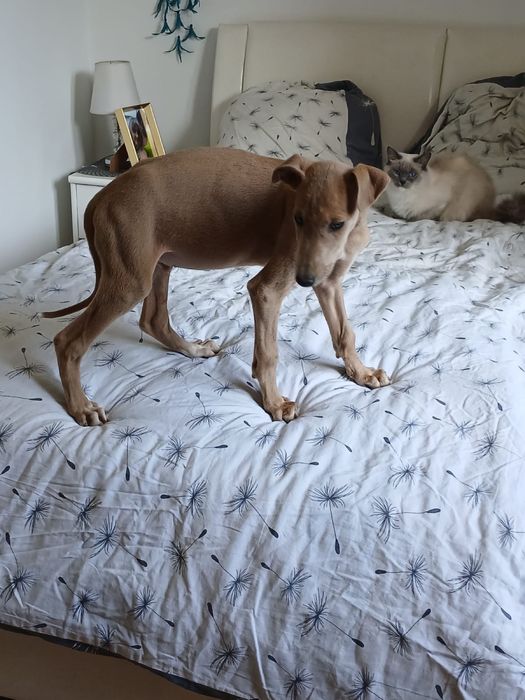 Chart Angielski Greyhound śliczny piesek