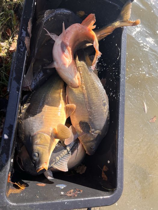 Karp handlowy z wlasnego gospodarstwa