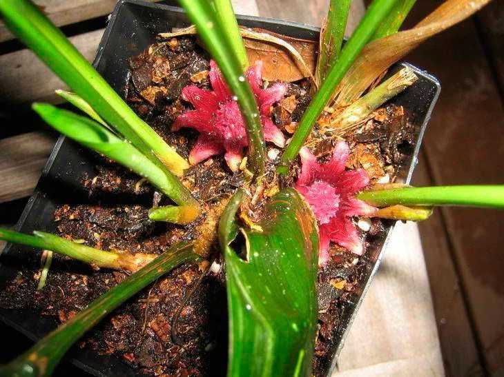 Вазон Аспідістра (Аспидистра), азійська конвалія