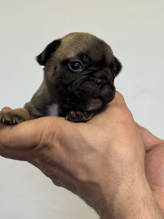 Benio - uroczy buldog francuski ZKwP