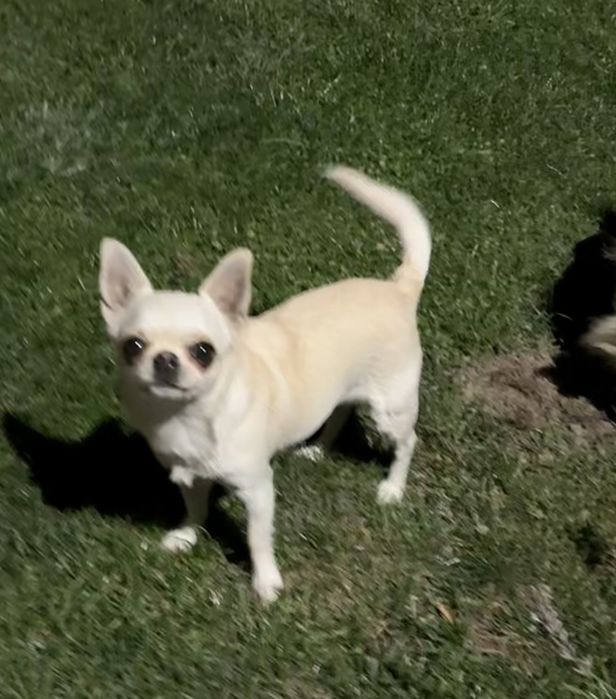 Chihuahua-suczka