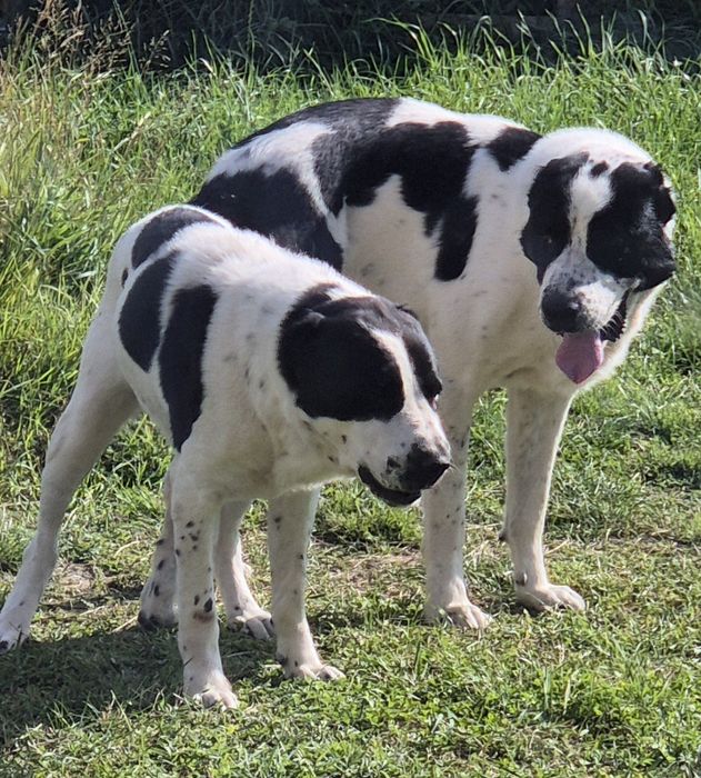 Owczarek Środkowoazjatycki