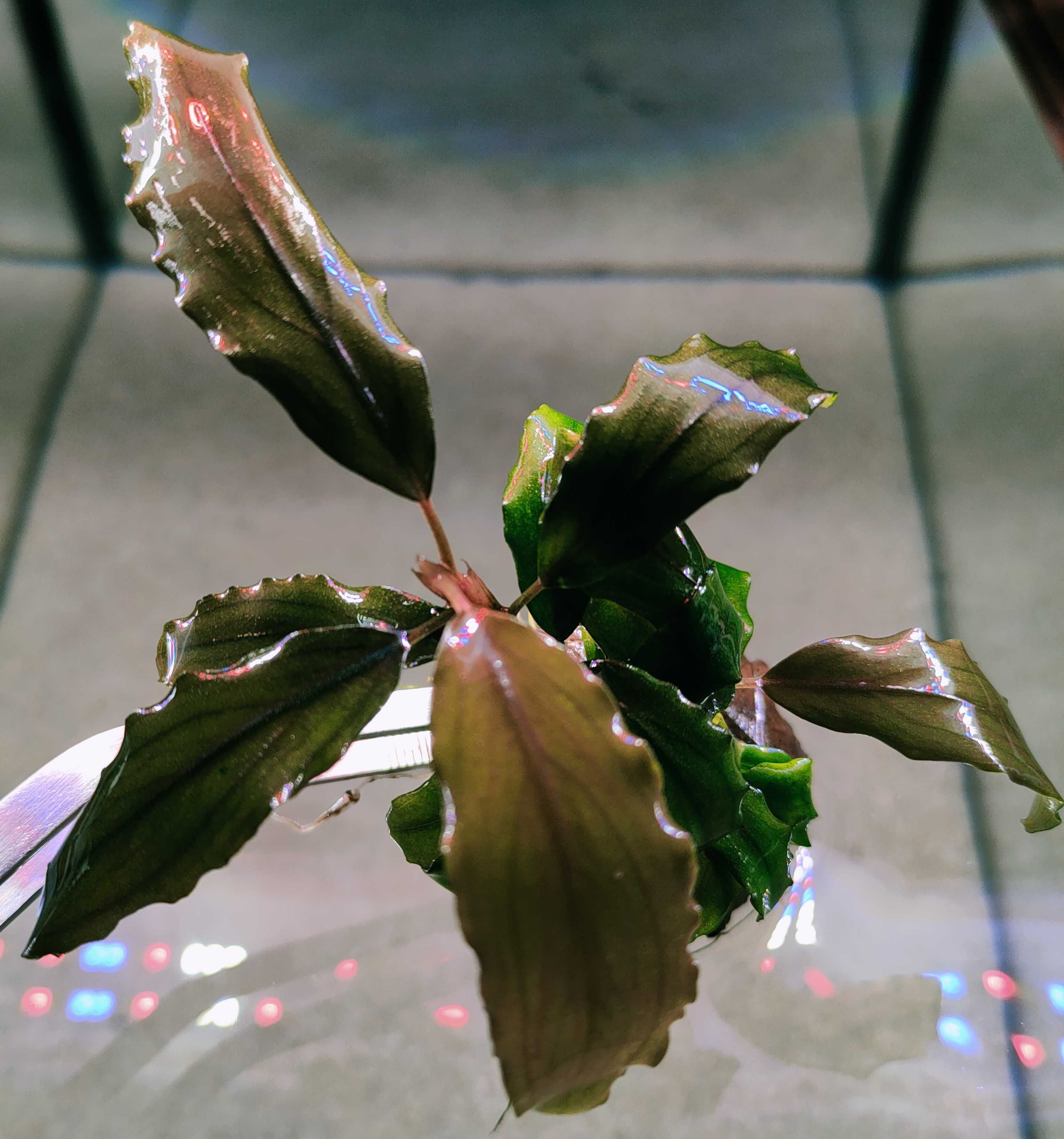 Bucephalandra Brown Rarytas