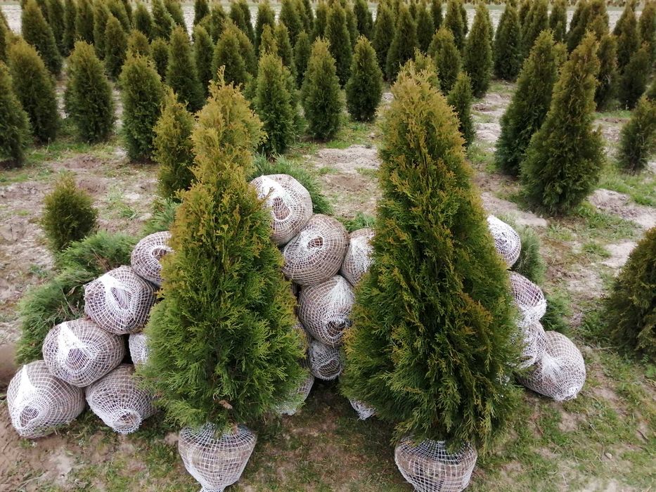 Thuja Tuja Smaragd 100-120cm Szmaragd (nie Brabant) żywopłot