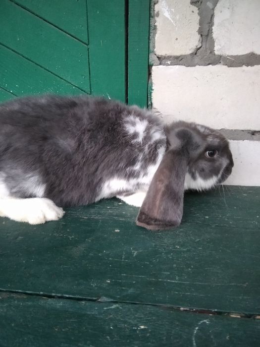 Продає молодняк французький  баран