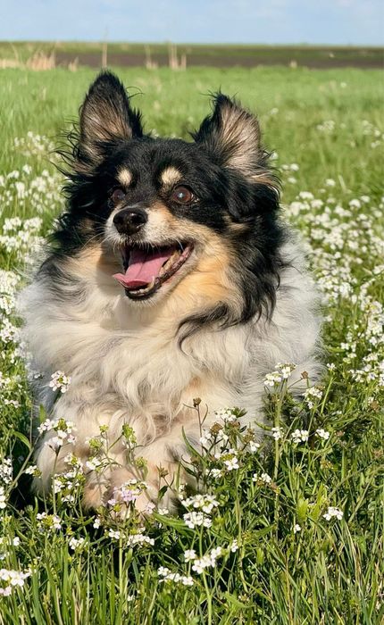 Malutki senior Benio czeka na dom
