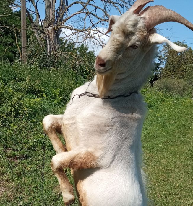 Цап, козел  в'язка, злучка, парування