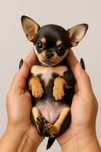 Mini XXS chłopczyk chihuahua  o wielkim sercu !!.