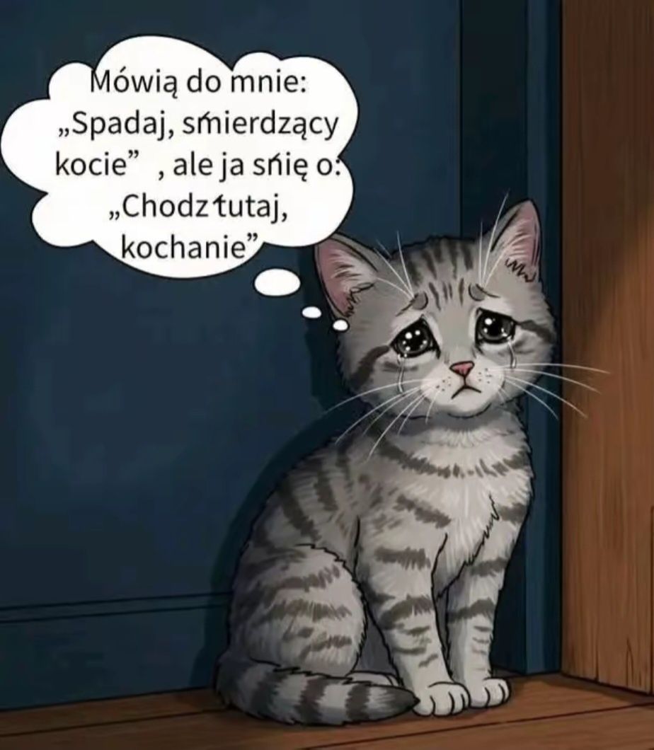 Koty szukają swojego człowieka.