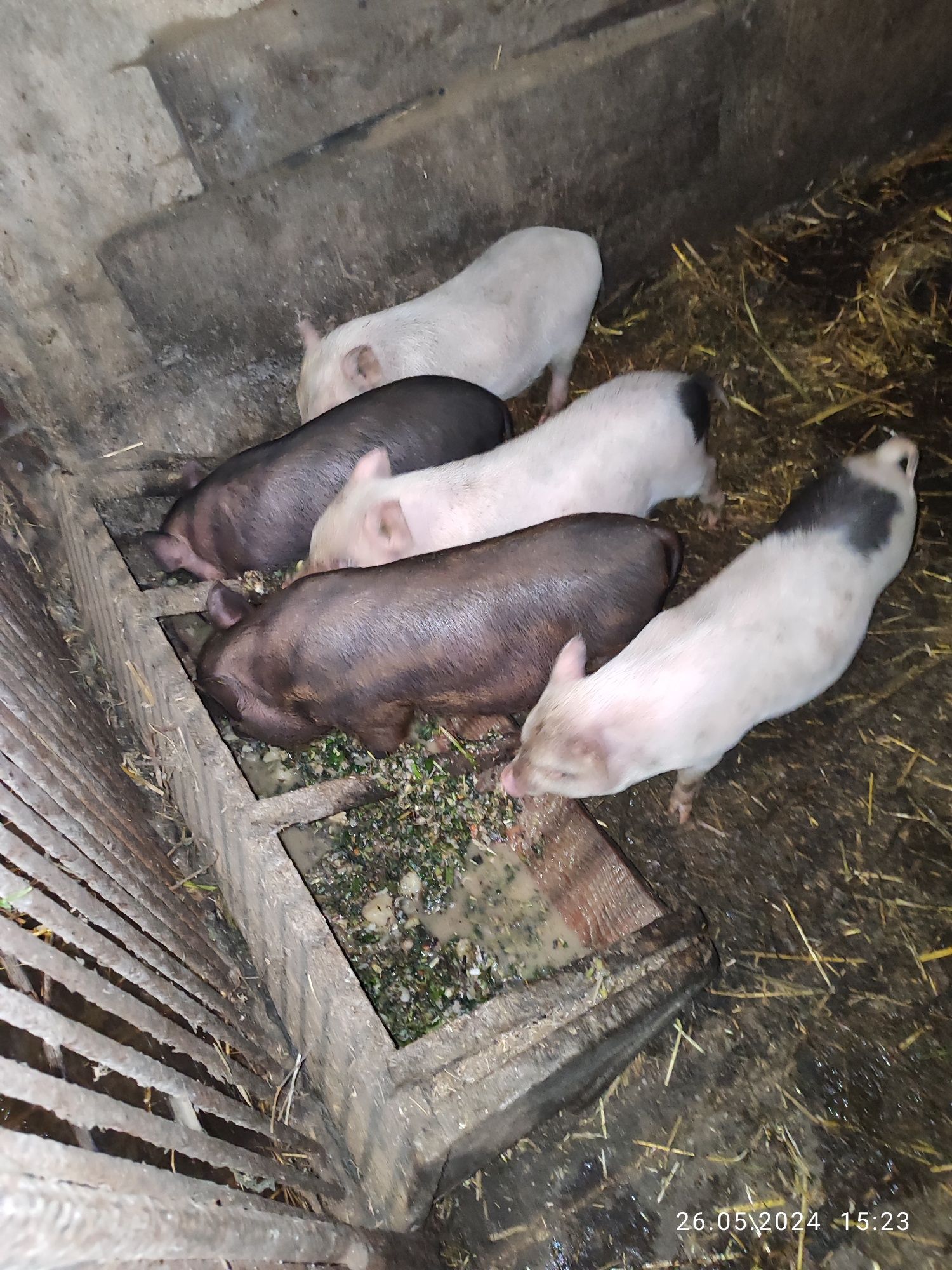 Продам поросят в'єтнамців