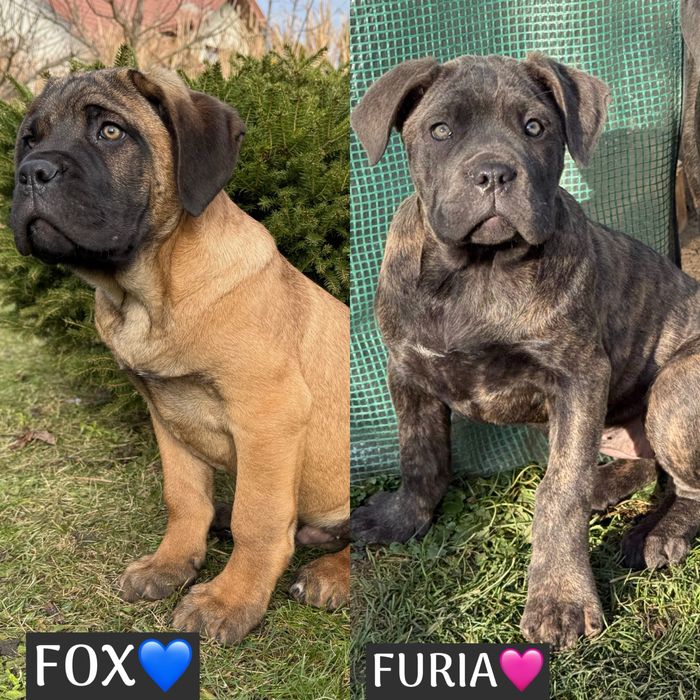 Cane corso z rodowodem