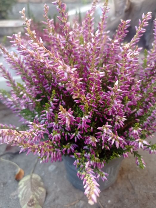 Вереск цветущий.