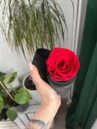 flowerose wieczna róża