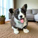 Welsh Corgi Cardigan szczenie FCI