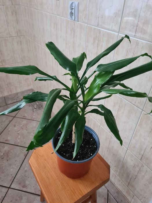 Kwiat domowy dracena