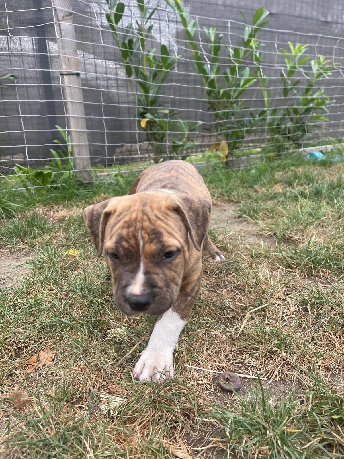 Piekny pregowany amstaff