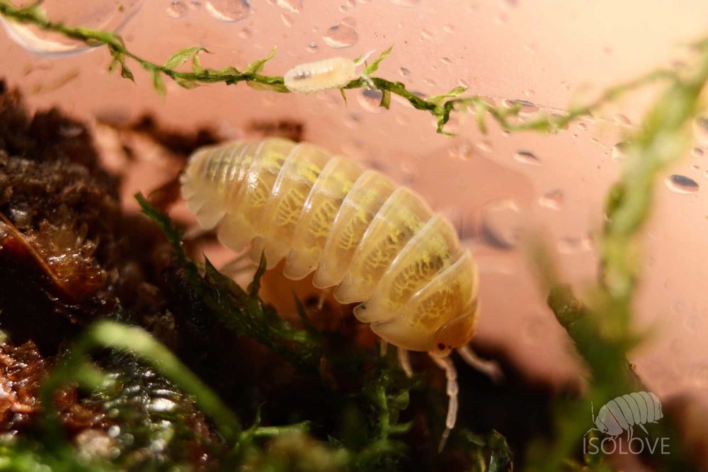 Armadillidium vulgare "albino t+", równonogi, isopoda, prosionki