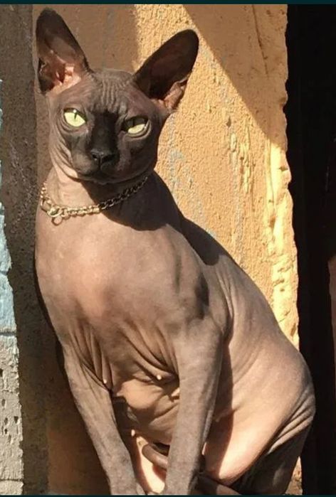 Отдам бесплатно кошку сфинкс