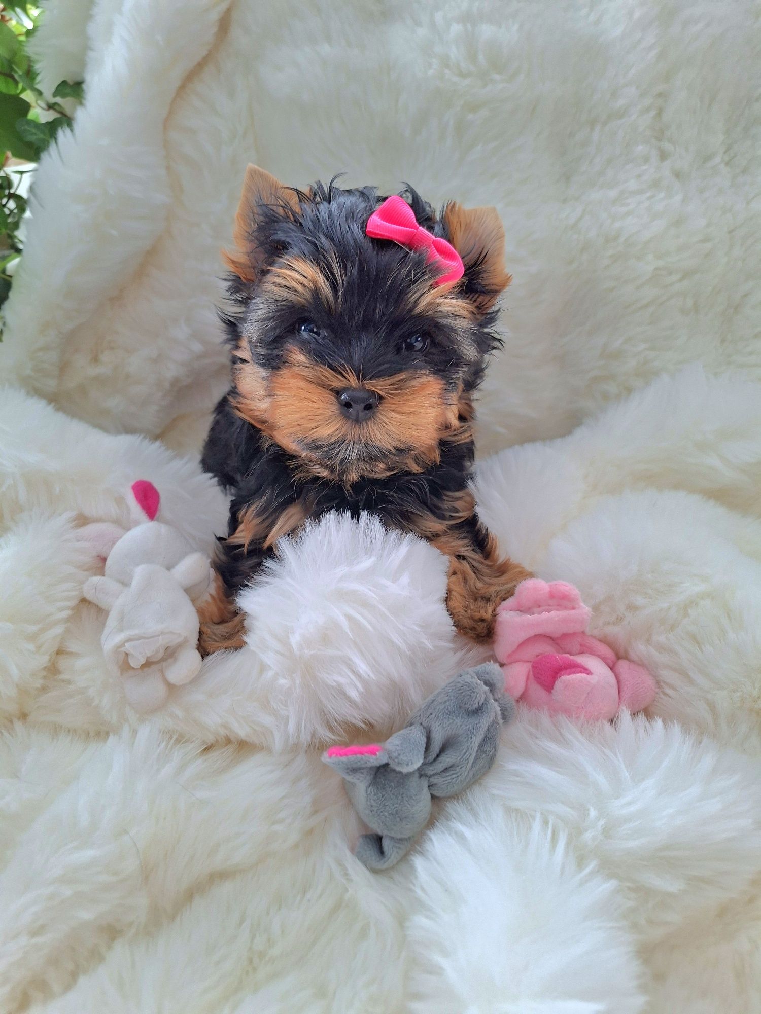 Doskonała laleczka Mia, sunia Yorkshire terrier