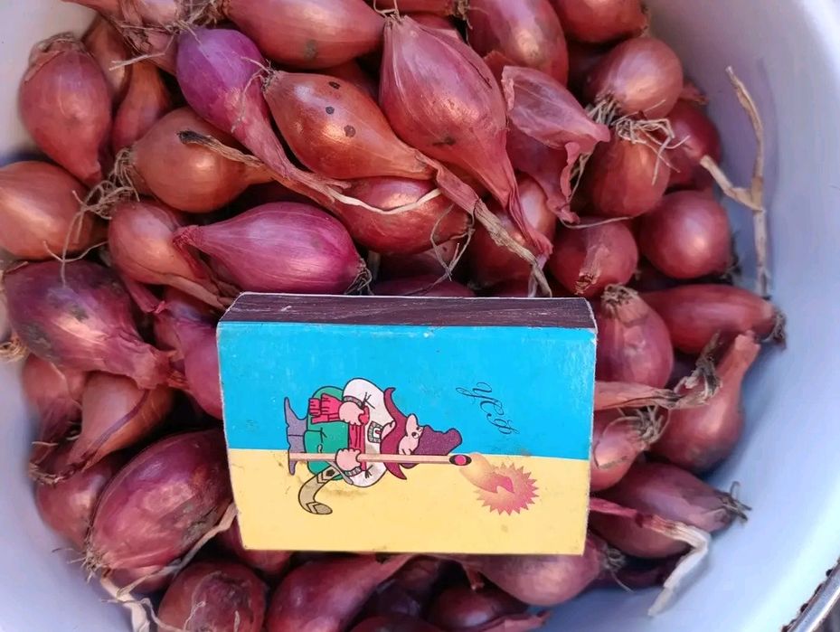 Продам арпажик,лук-севок отличного качества