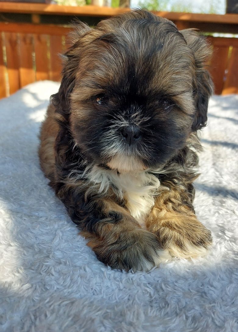 Shih-tzu chlopiec