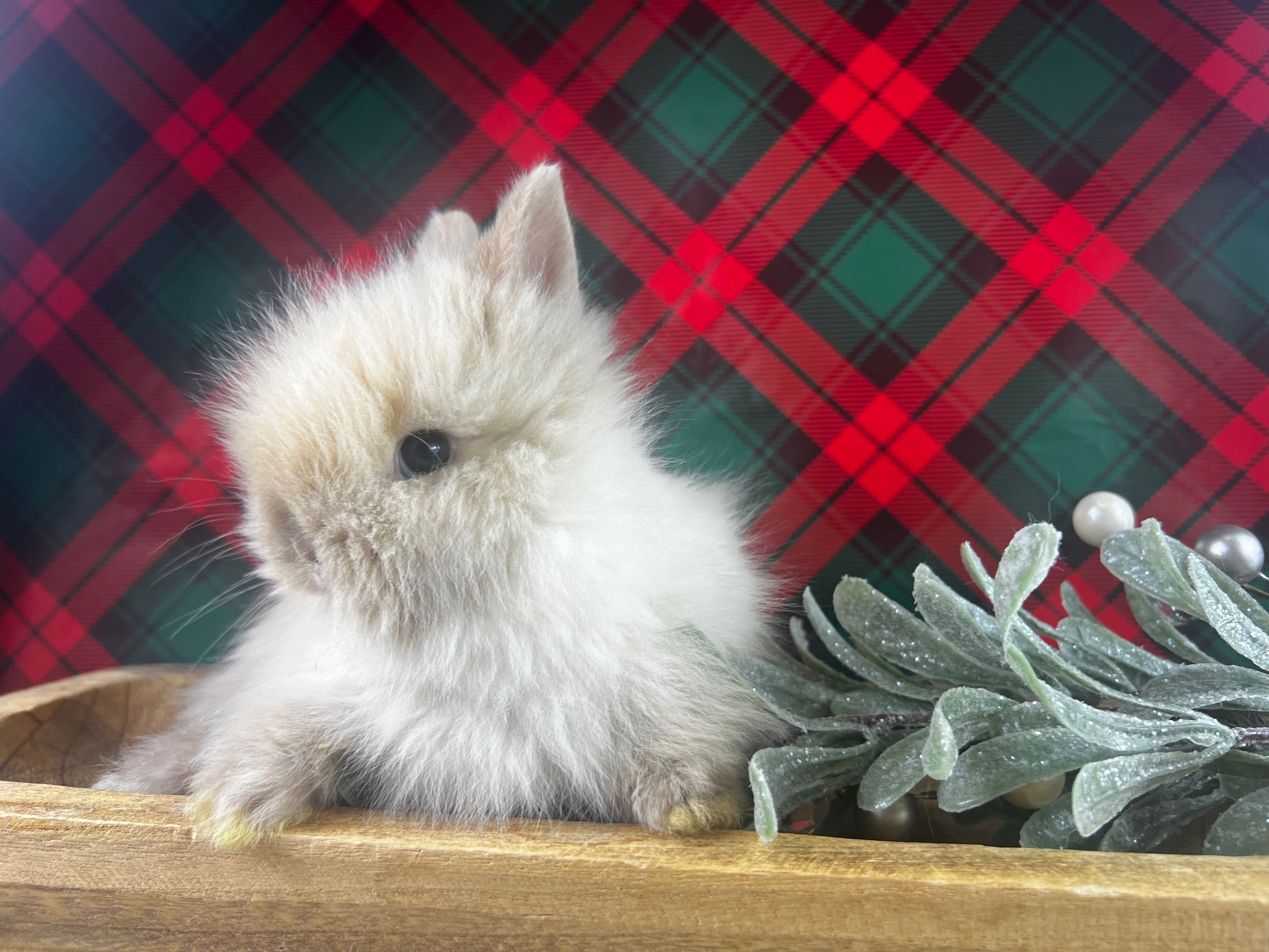 Mini lop karzełek teddy książeczka zdrowia badania