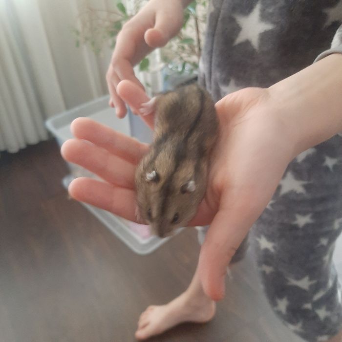 Хом'яки джунгарики!!!