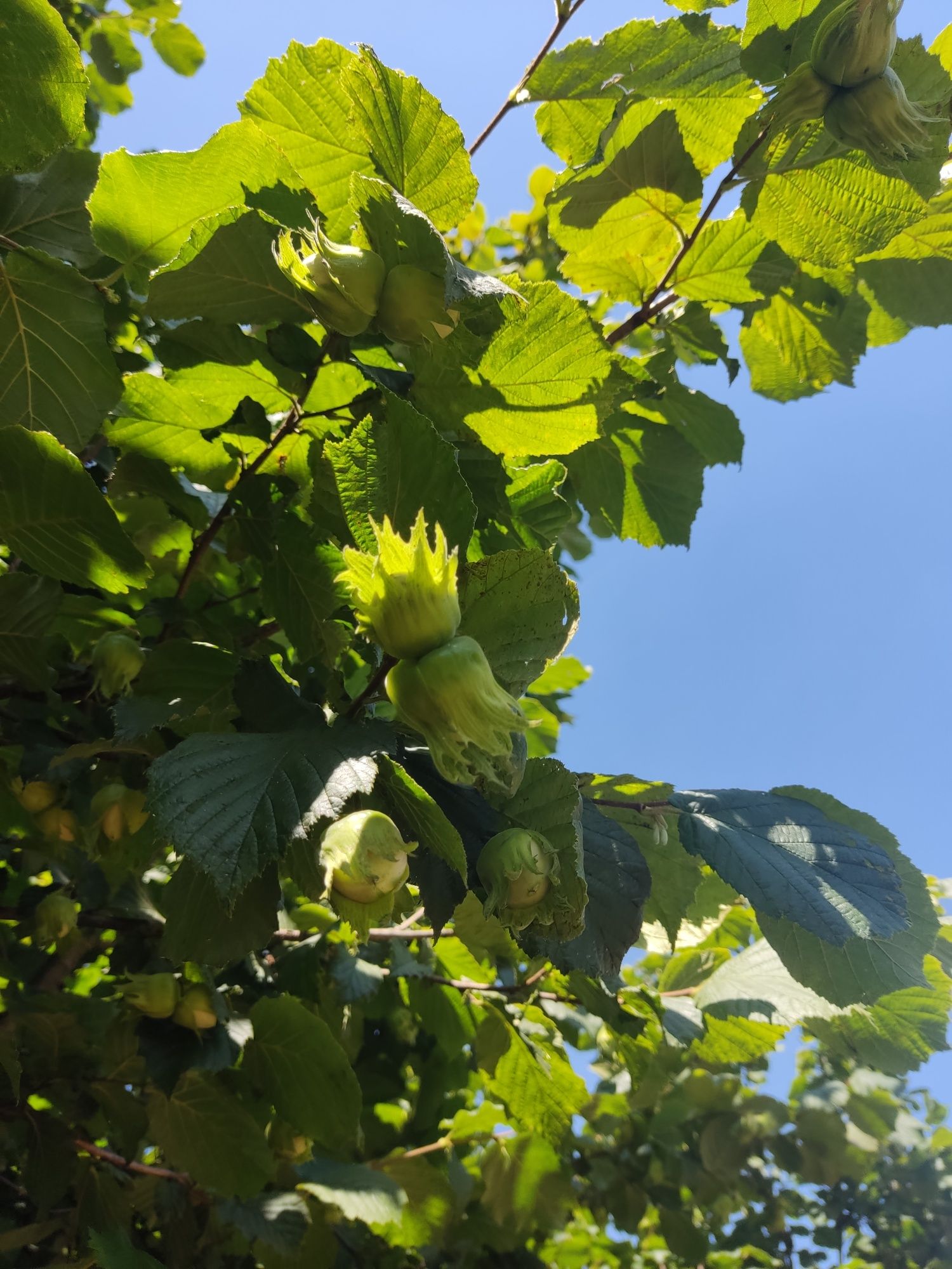 Orzechy laskowe duże na zielono 5 kg