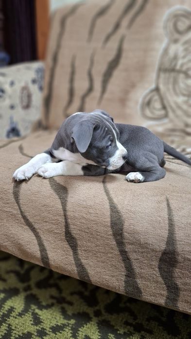 Мальчишки .Стаф.