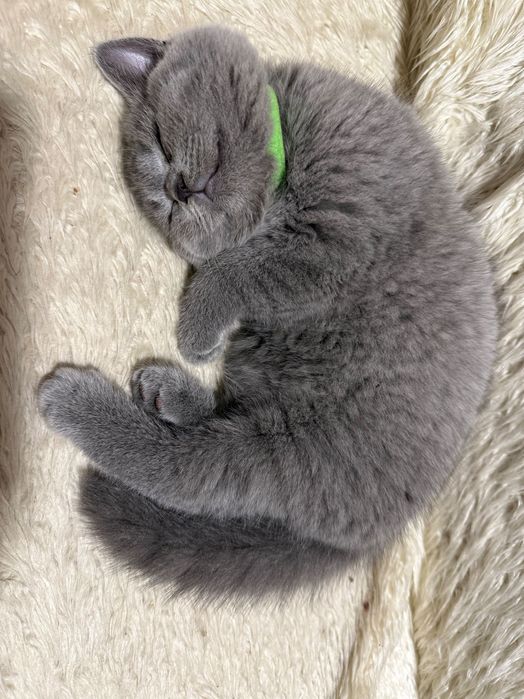 Kot brytyjski krótkowłosy