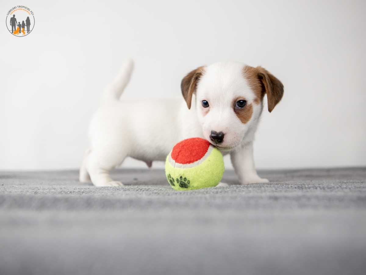 Jack Russell Terrier ZKwP FCI piesek