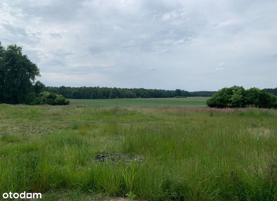 Piękna działka z lasem