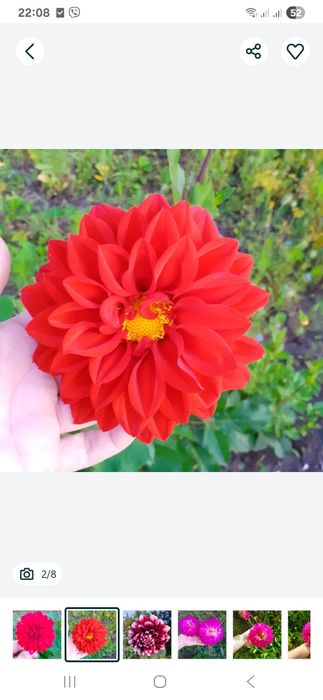 Георгіна, жоржина