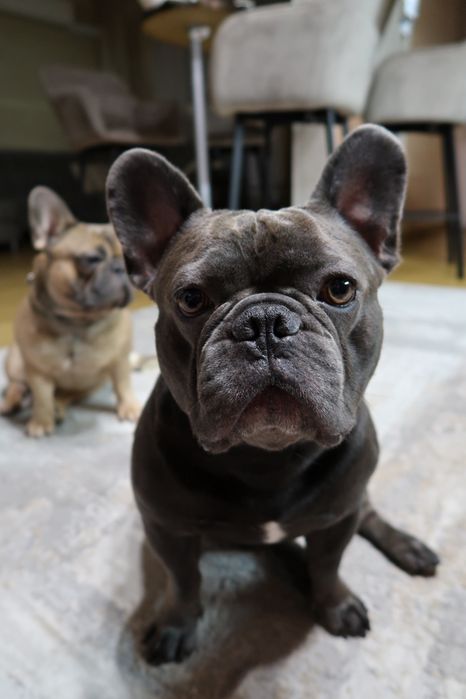 Вязка кобель французский бульдог