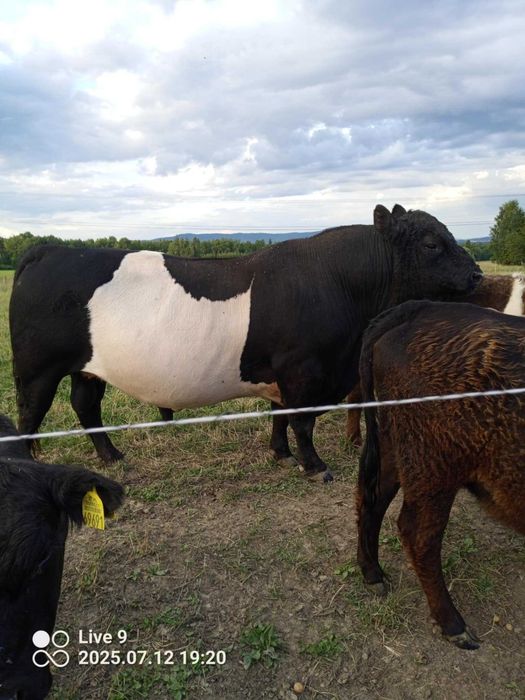 Galloway byk rozpłodnik