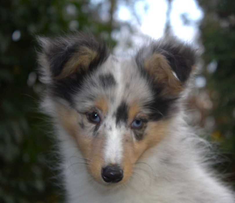 Owczarek szetlandzki sheltie cudny niebieskooki piesek blue merle