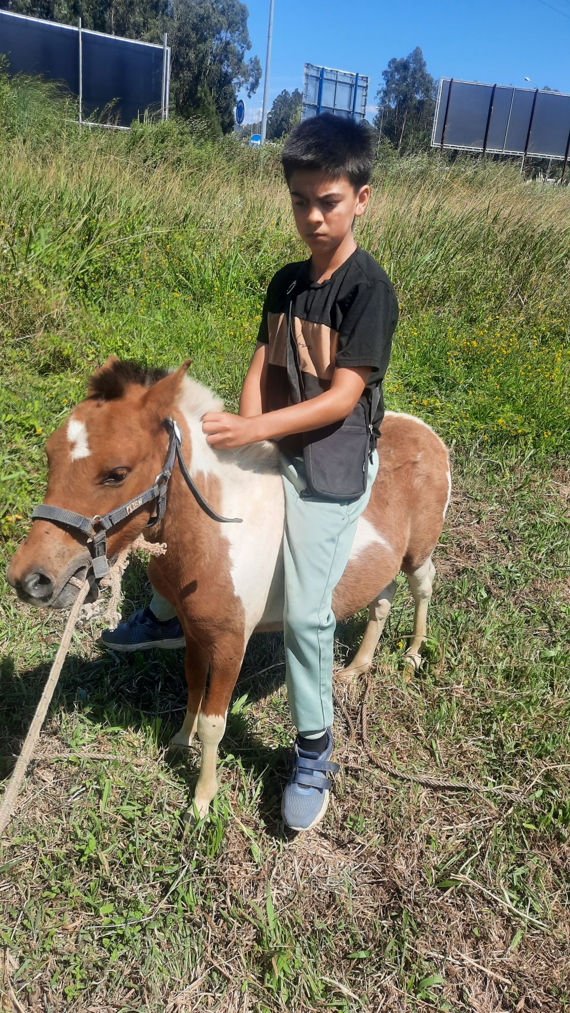 Ponei macho 8 meses