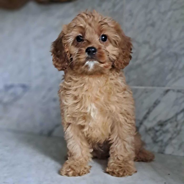 aktualne! suczka cavapoo f1 cavalier x pudel mini 11 tyg do odbioru