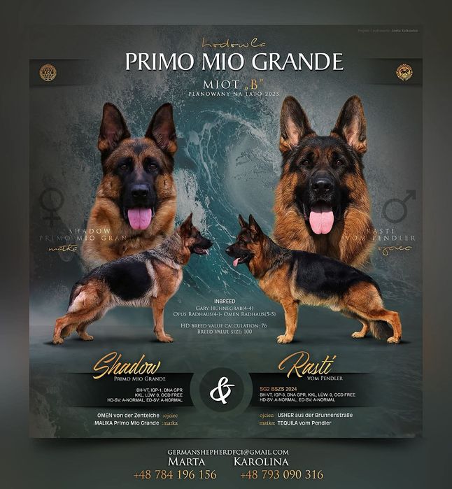 Owczarek Niemiecki - FCI