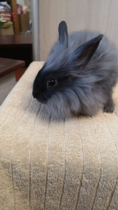 Декоративний кролик в добрі руки