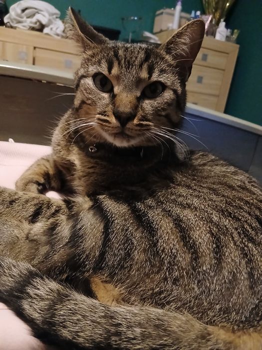 Oddam rocznego kocura